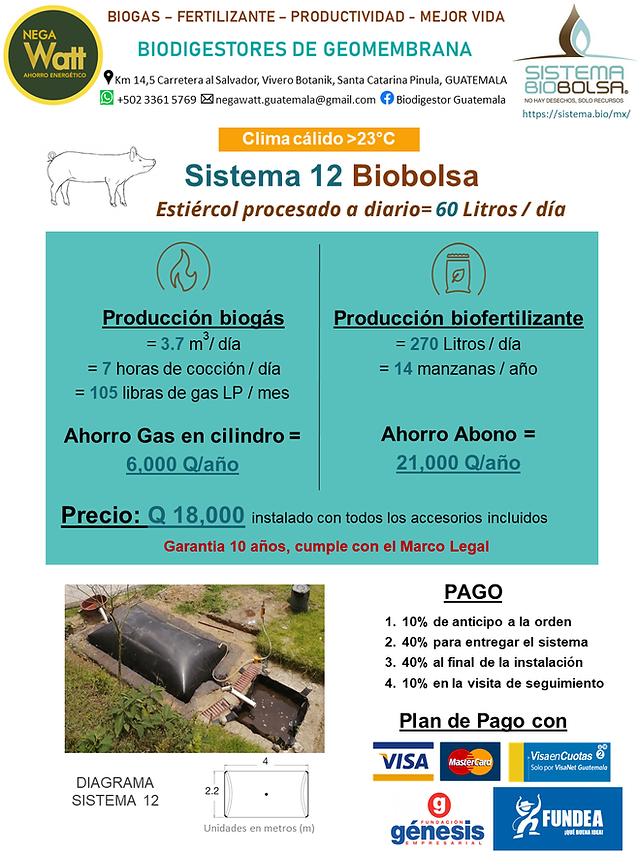 Cerdos-Calido-S12_PNG