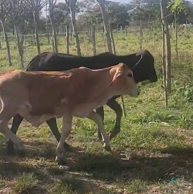 Capturadepantalla2025-03-27111134